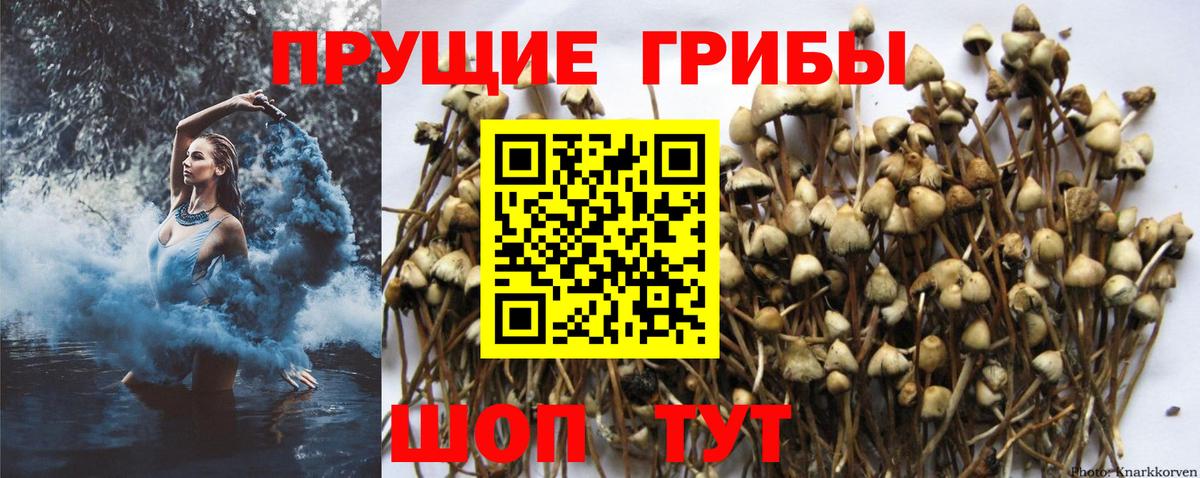 Галлюциногенные грибы прущие грибы  Вход с VPN  Псилоцибиновые грибы ЛСД  Корсаков 